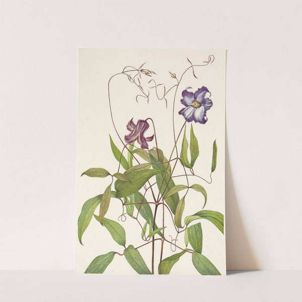 Curly Clematis. Clematis crispa (1925) by Mary Vaux Walcott