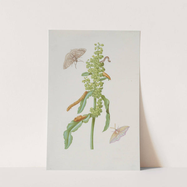 Curly Dock with Metamorphoses of the Small Engrailed and the Blood-Vein (after 1683) by Maria Sibylla Merian