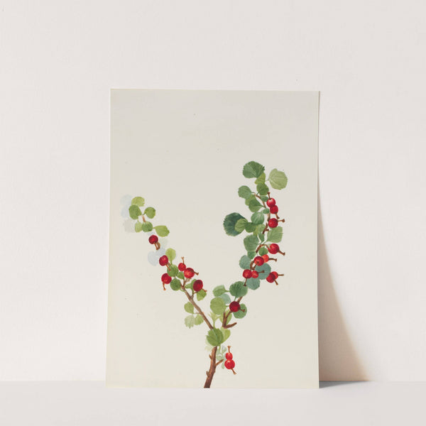 Currant (unfinished) (Ribes species) by Mary Vaux Walcott