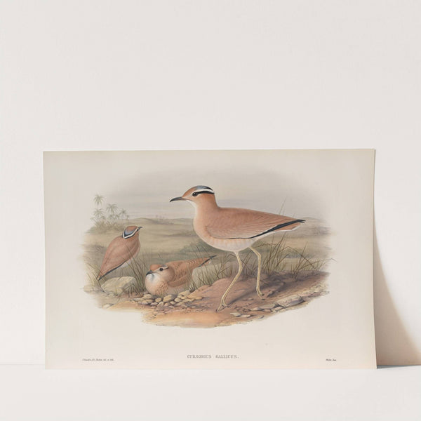 Cursorius gallicus. Cream-coloured Courser. (1862-1873) by John Gould