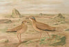 Cursorius gallicus