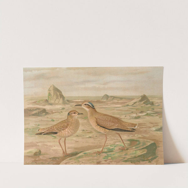 Cursorius gallicus by Johann Friedrich Naumann