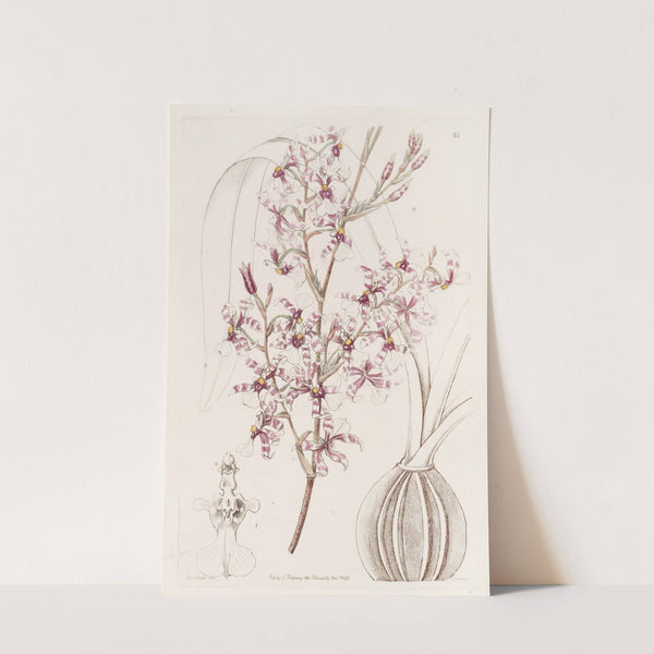 Curved Oncidium (1815-1819) by Sydenham Edwards