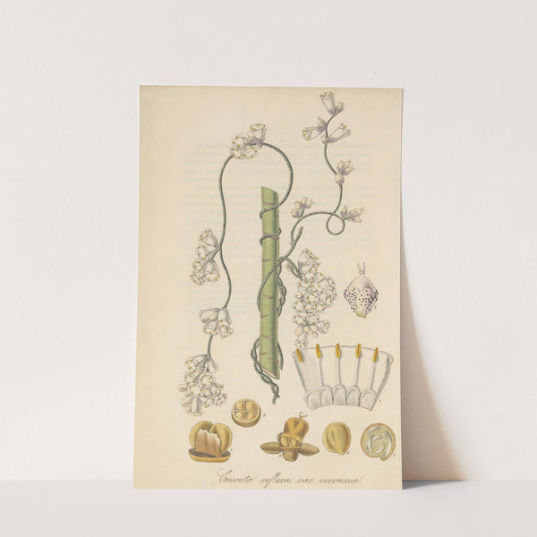 Cuscuta verrucosa by William Jackson Hooker