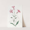 Cut-flowered Catchfly by Sydenham Edwards