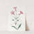 Cut-flowered Catchfly by Sydenham Edwards