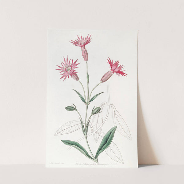 Cut-flowered Catchfly by Sydenham Edwards