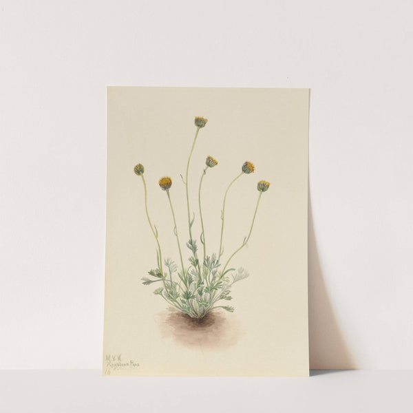 Cut Leaf Fleabane (Erigeron compositus nudus) (1921) by Mary Vaux Walcott