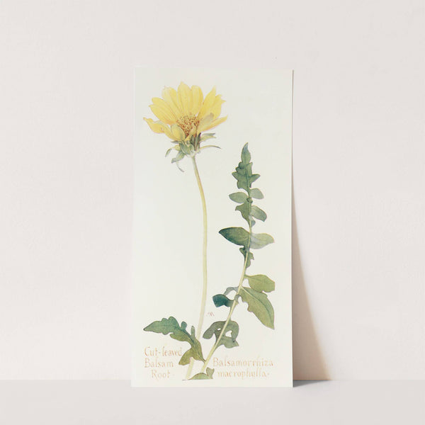 Cut-leaved Balsam-Root by Margaret Armstrong