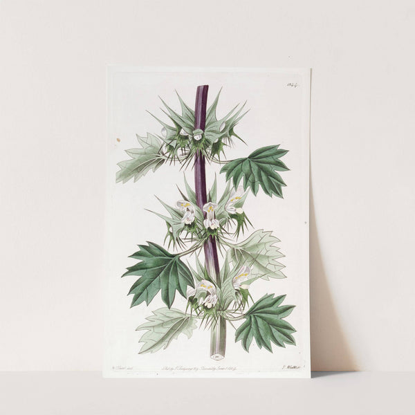 Cut-leaved Chasmonia by Sydenham Edwards