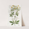 Cut-leaved Glandular Potentilla by Sydenham Edwards