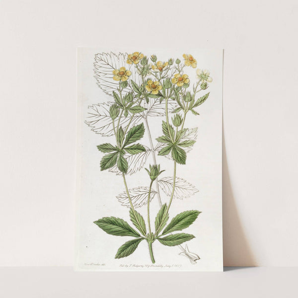 Cut-leaved Glandular Potentilla by Sydenham Edwards