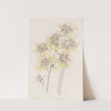 Cut-lipped Oncidium by Sydenham Edwards