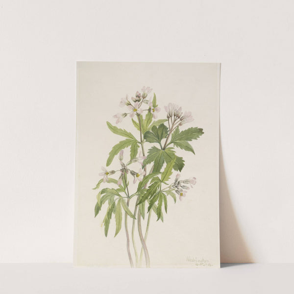 Cut Toothwort (Dentaria laciniata) (1918) by Mary Vaux Walcott