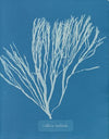 Cutleria multifida