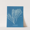 Cutleria multifida (1843-1853) by Anna Atkins