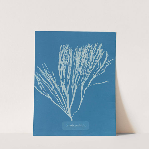 Cutleria multifida (1843-1853) by Anna Atkins