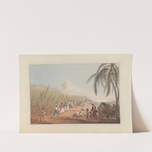Cutting the Sugar-Cane (1823) by William A. V. Clark