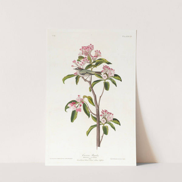 Cuvier's regulus by John James Audubon