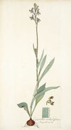 Cyanella orchidiformis
