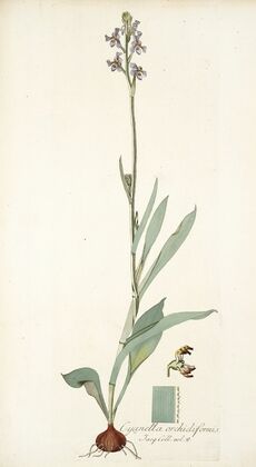 Cyanella orchidiformis