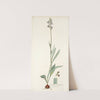 Cyanella orchidiformis (1781-1793) by Nikolaus Joseph Freiherr von Jacquin
