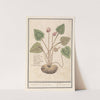 Cyclaam (Cyclamen) Verkens Brood. Cijclamen. Pain de pourceaux (1596-1610) by Anselmus Boëtius de Boodt