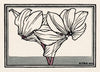 Cyclamen
