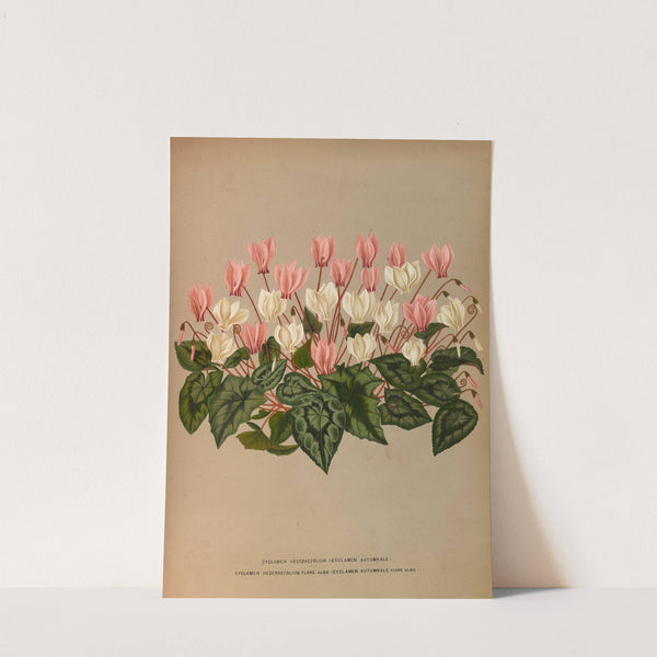 Cyclamen Hederaefolium (Cyclamen Autumnale ) (1872-1881) by Arentina Hendrica Arendsen