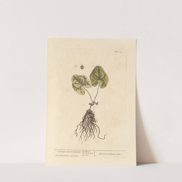 Cyclamen-leaved asarum by Elizabeth Blackwell
