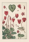 Cyclamen