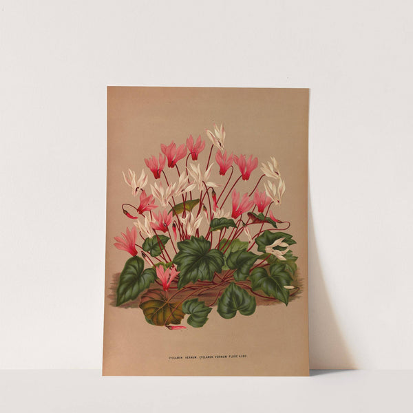 Cyclamen Vernum. Cyclamen Vernum Flore Albo. (1872-1881) by Arentina Hendrica Arendsen