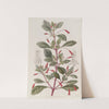 Cyclindrical-flowered Fuchsia by Sydenham Edwards
