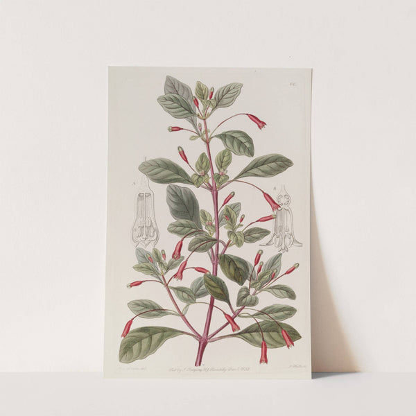 Cyclindrical-flowered Fuchsia by Sydenham Edwards