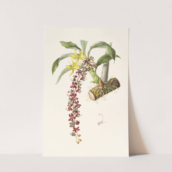 Cycnoches Egertonianum (1837-1843) by James Bateman