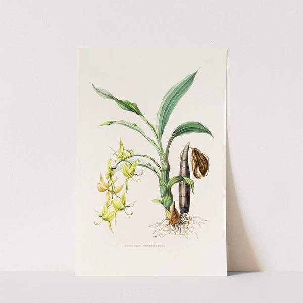 Cycnoches Ventricosum (1837-1843) by James Bateman