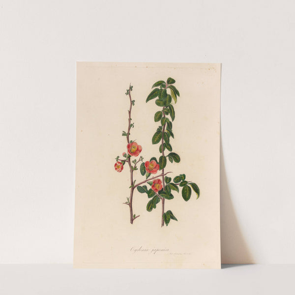 Cydonia japonica (1818-1824) by Gaetano Savi