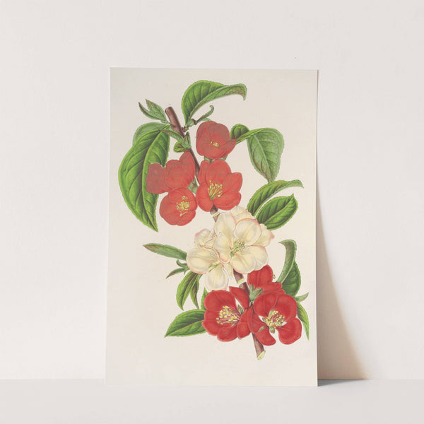 Cydonia japónica (Varietés nouvelles du) by Charles Antoine Lemaire