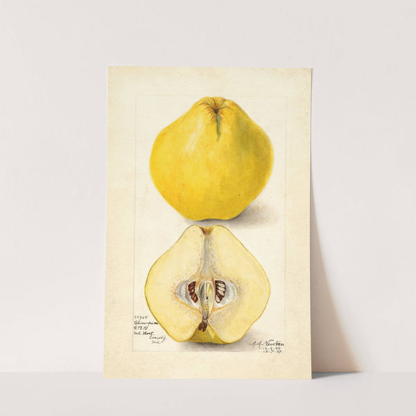 Cydonia oblonga: Champion by Amanda Almira Newton