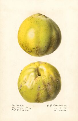 Cydonia oblonga: Cydonia oblonga