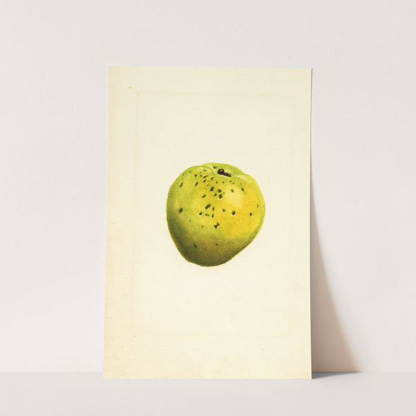 Cydonia oblonga (1917) by James Marion Shull