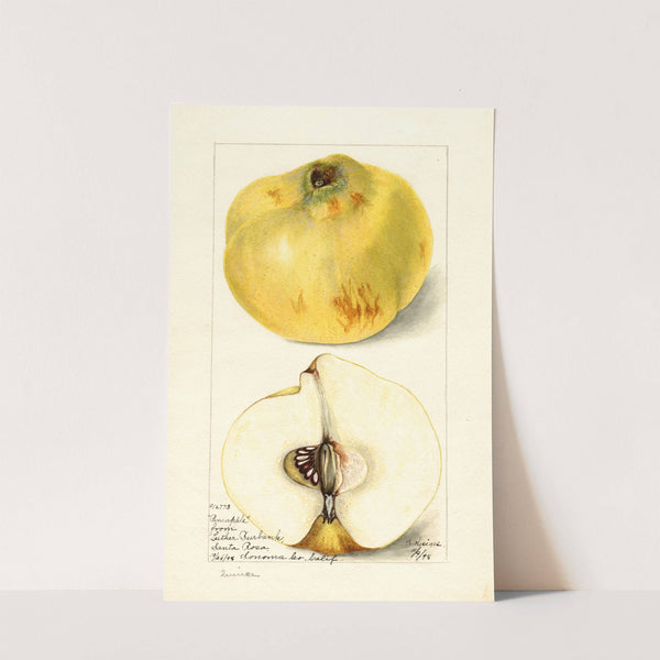 Cydonia oblonga: Pineapple (1898) by Bertha Heiges