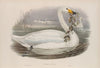 Cygnus ferus. Wild Swan, or Whooper. (1862-1873)