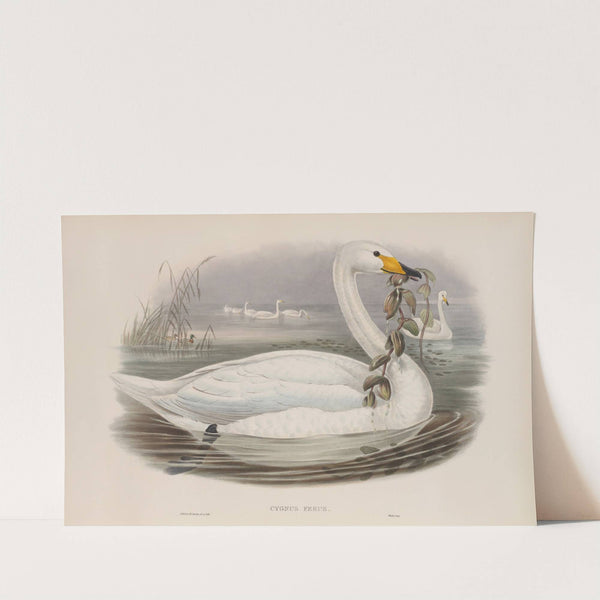 Cygnus ferus. Wild Swan, or Whooper. (1862-1873) by John Gould
