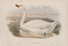 Cygnus minor. Bewick’s Swan. (1862-1873)