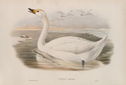 Cygnus minor. Bewick’s Swan. (1862-1873)