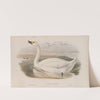 Cygnus minor. Bewick’s Swan. (1862-1873) by John Gould
