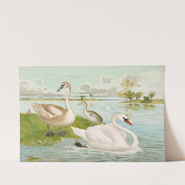 Cygnus olor by Johann Friedrich Naumann