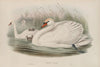 Cygnus olor. Mute Swan. (1862-1873)
