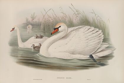 Cygnus olor. Mute Swan. (1862-1873)